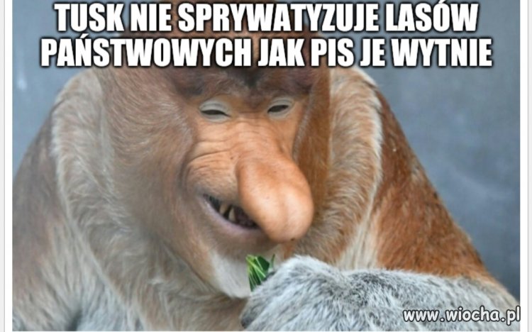 Pisowiec tłumaczy ustawę Lex Izera