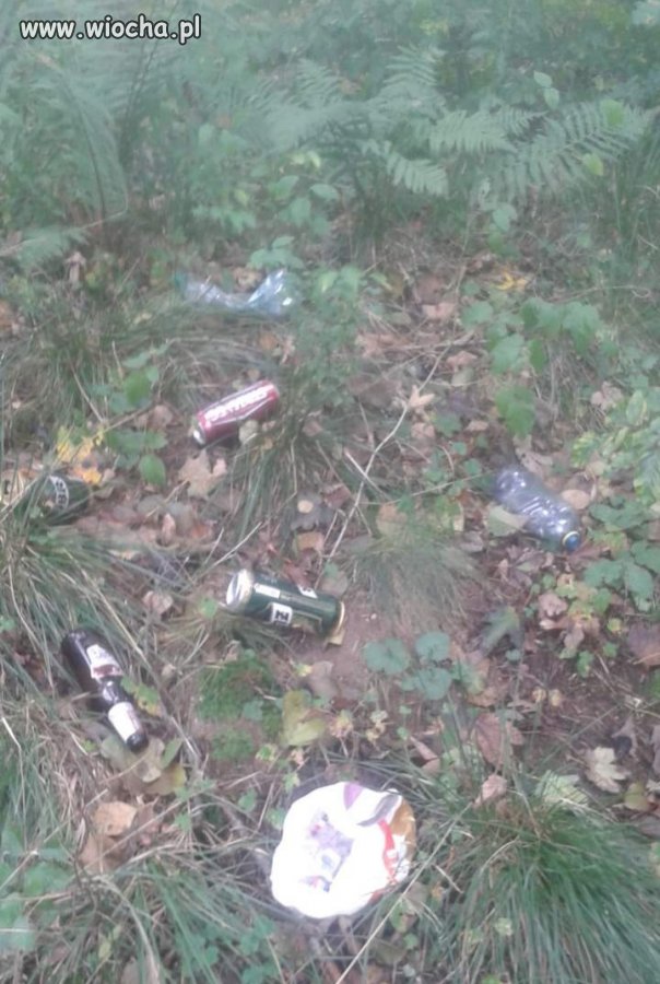 Pojechałem na grzyby, znalazłem puszki