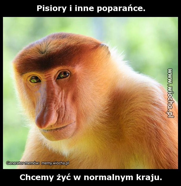 Pisiory i inne poparańce.
