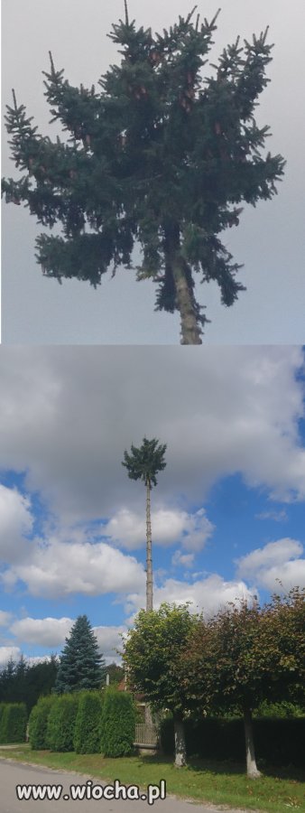 Janusz zawsze chciał mieć palmę...