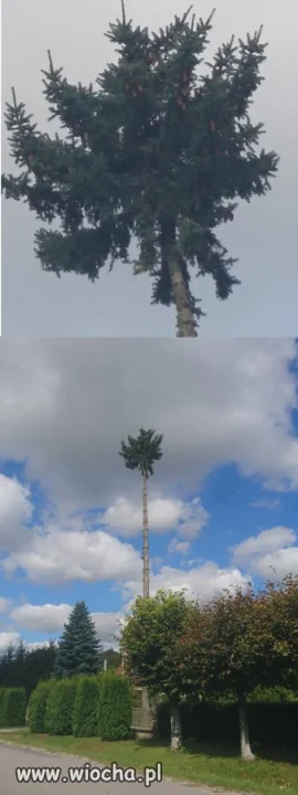 Janusz zawsze chciał mieć palmę...