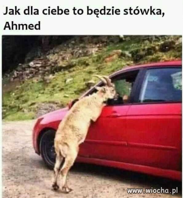Ahmed (dyzio) trzydzieści trzy.