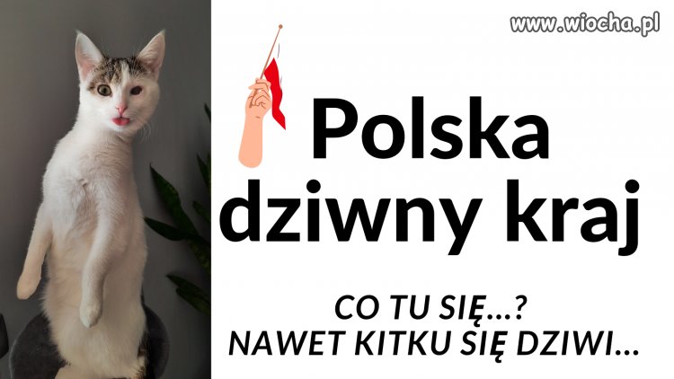 Kot po obejrzeniu jednego wydania Wiadomości 