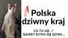 Kot po obejrzeniu jednego wydania Wiadomości 