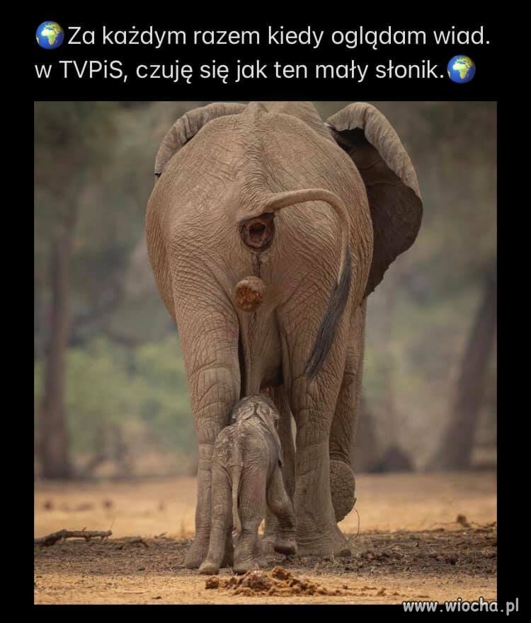 TVPiS