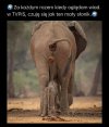 TVPiS