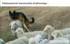 To już podpada pod mobbing.