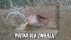 Takie są pisowskie programy