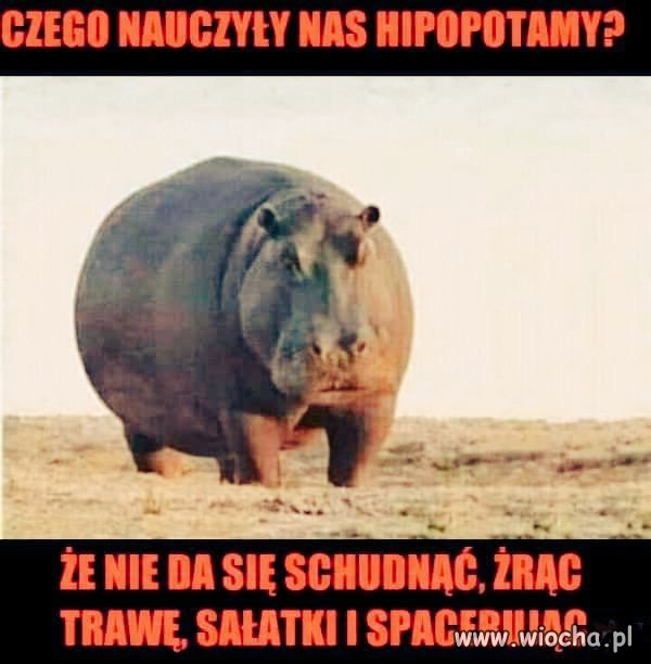 Uczmy się od zwierząt