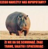 Uczmy się od zwierząt