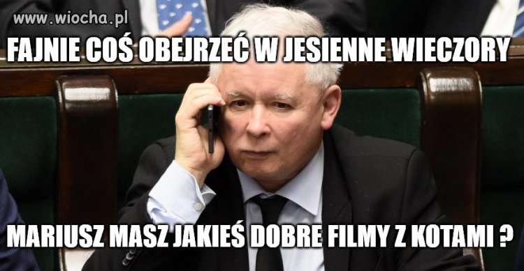 Gdy tęsknisz za kotem Alikiem