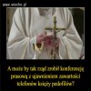 To moglo by zainteresowac wiernych w szeregach PiS