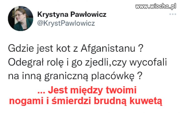 Kot się schował między ...