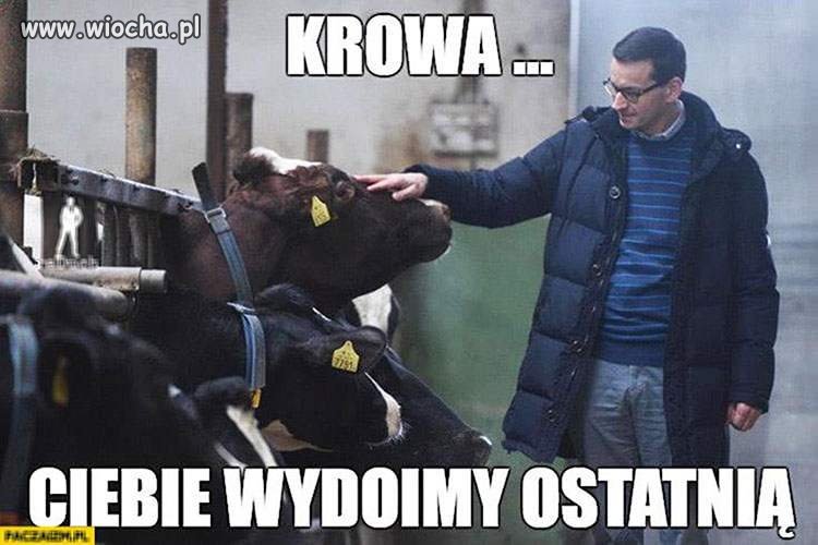 Z cyklu dojenie Mateusza