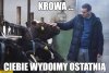 Z cyklu dojenie Mateusza
