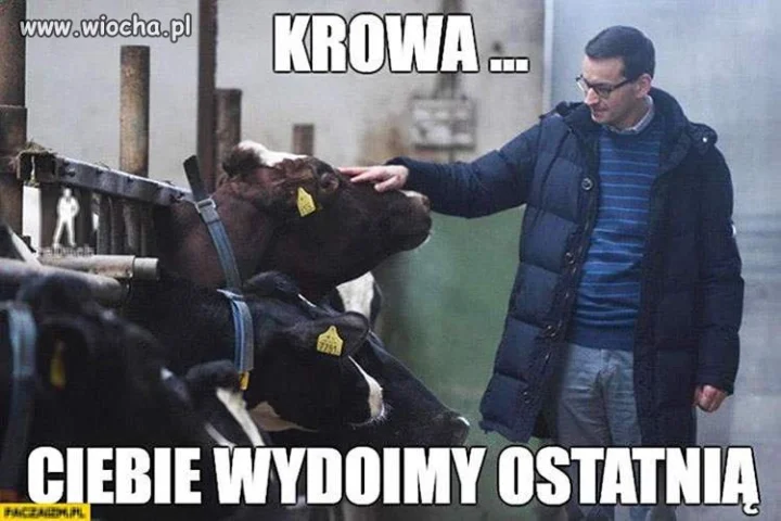 Z cyklu dojenie Mateusza