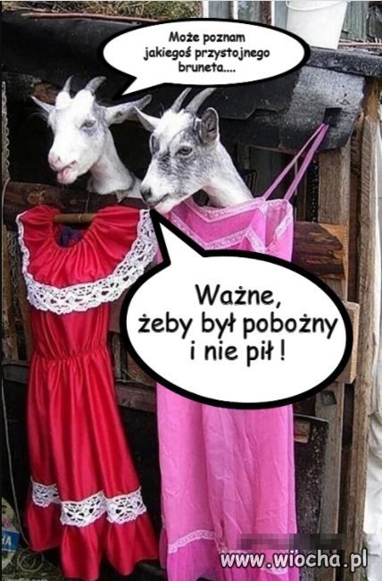 Panie z pis szukają panów