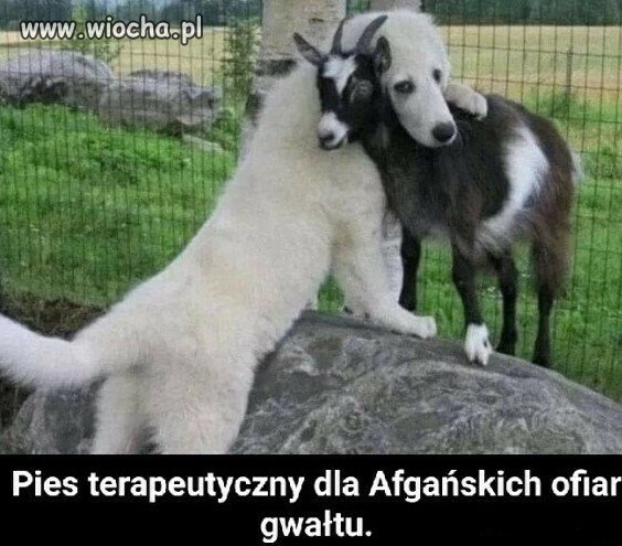 Pyzio trzydzieści trzy zakuma.