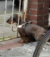 Mając jamnika trzeba być bardziej pomysłowym od niego. 