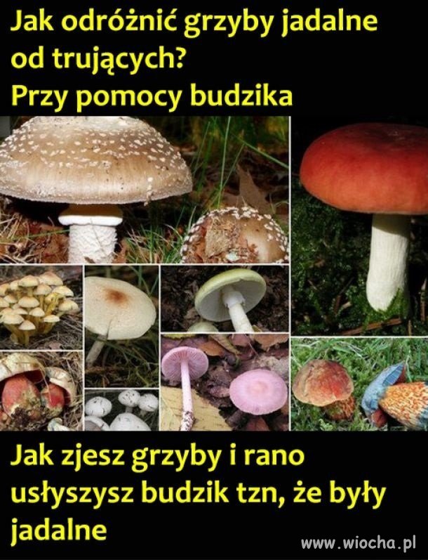 Sezon w pełni