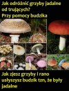 Sezon w pełni