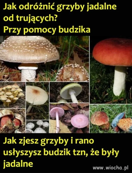 Sezon w pełni