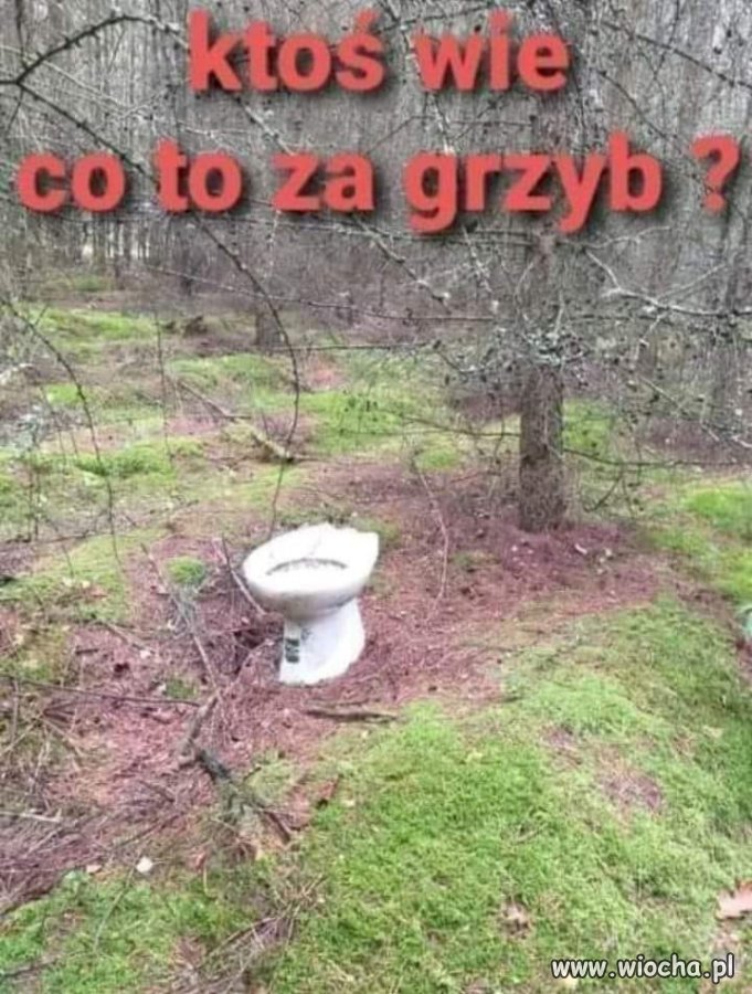 Popieram