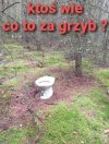 Popieram