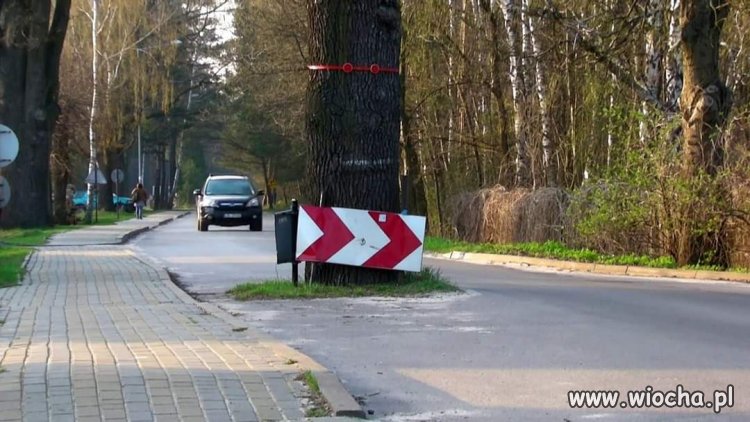 W ONZ  mówił DUDA, że w Polsce chronimy drzewa! Skubany, miał rację