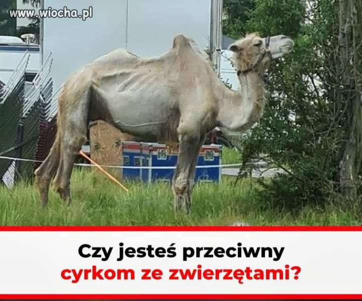 Jestem przeciwny...