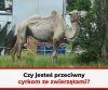 Jestem przeciwny...