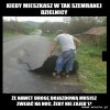 Bez polityki