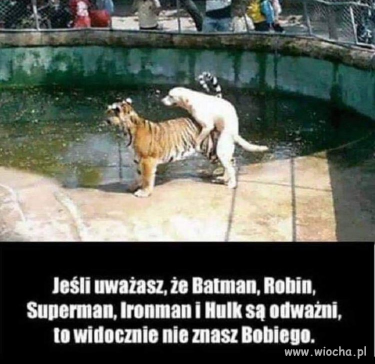 Kozak