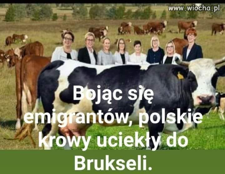 Krowy z PiSu ...