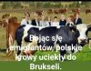 Krowy z PiSu ...