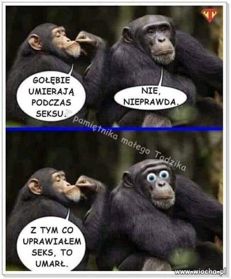 Dziwne te gołębie
