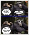 Dziwne te gołębie