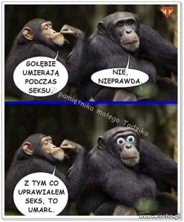 Dziwne te gołębie