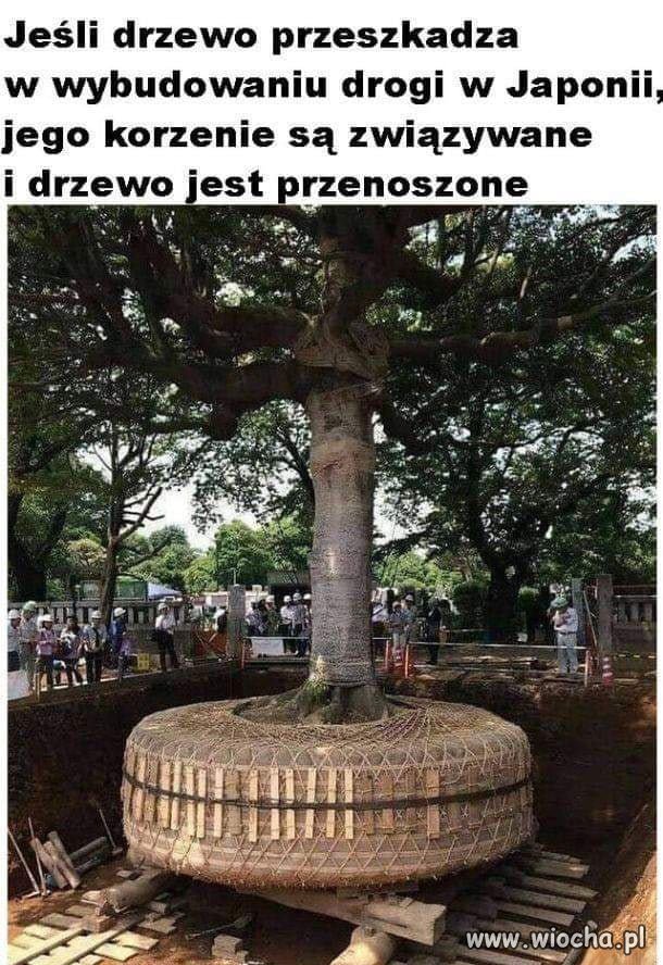 Takto wygląda