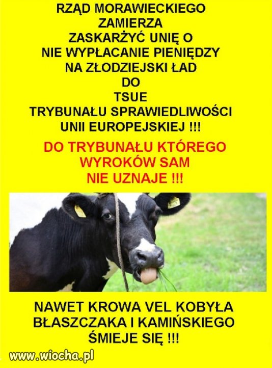 PiS jeszcze bardziej się ośmiesza, nie przeszkadzajcie im