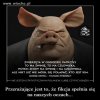 Folwark zwierzęcy PiSu...stale dołączają nowi do koryta