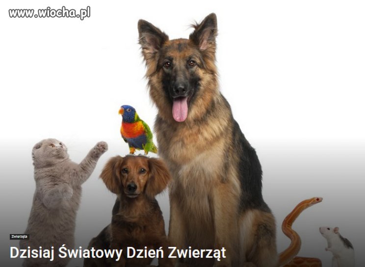 Szanujcie zwierzęta, bo czym by był świat bez nich
