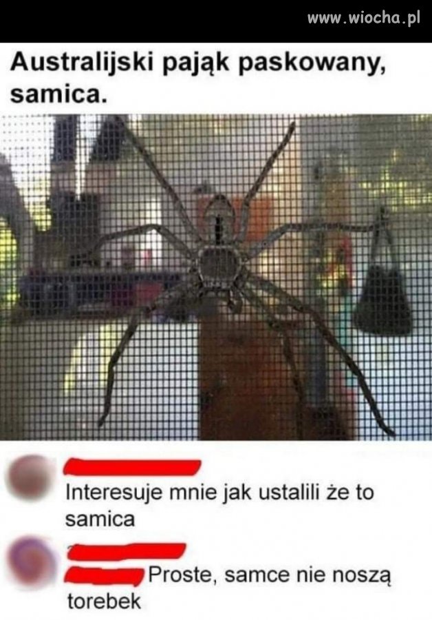 Australijskie pająki 