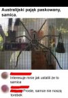 Australijskie pająki 