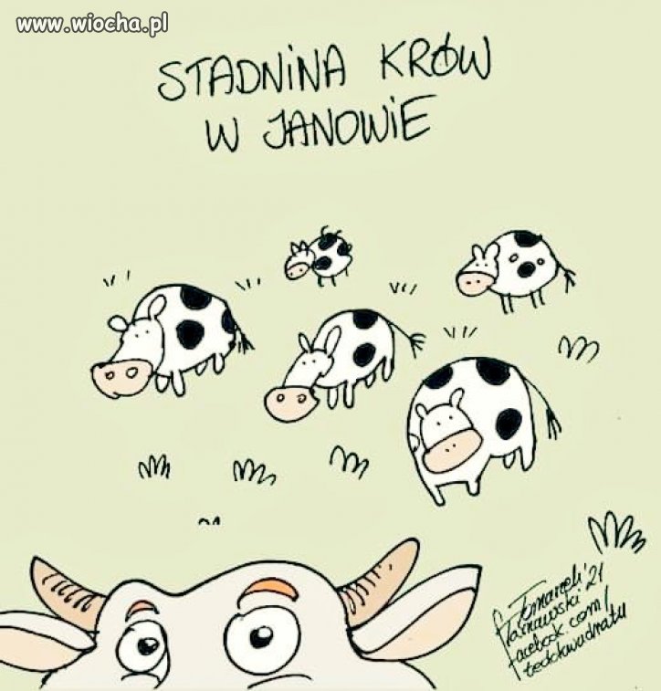 Łamigłówka dla politycznego półgłówka! 