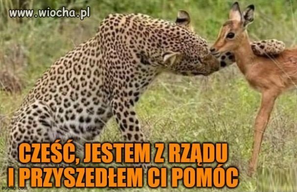 Jestem z rządu