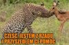 Jestem z rządu