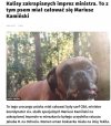 Powiedzenie ''pies mu mordę lizał'' nabiera nowego znaczenia.