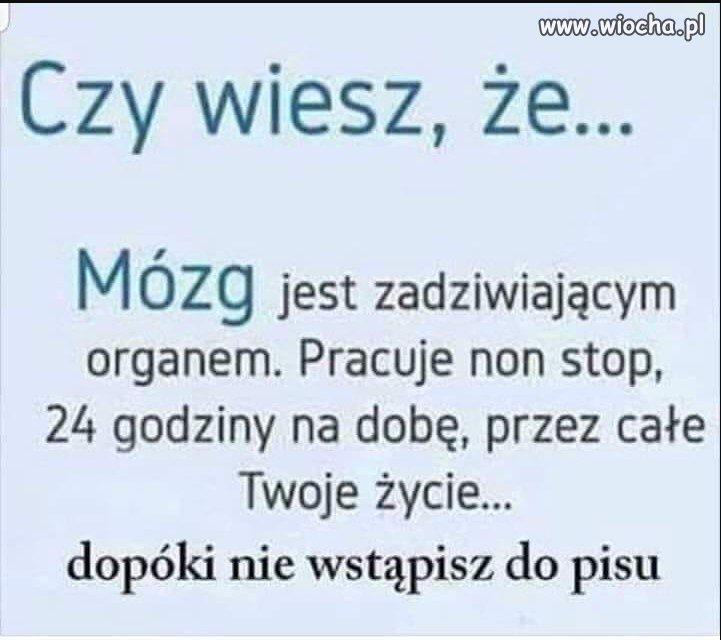Mózg