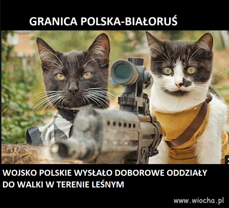 Oddziały Jarka